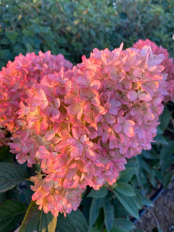 4ff68db1371eea8f7c6a0bf69e175e72