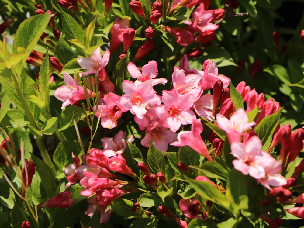 5007814520b7086bf740706ccbd00c34