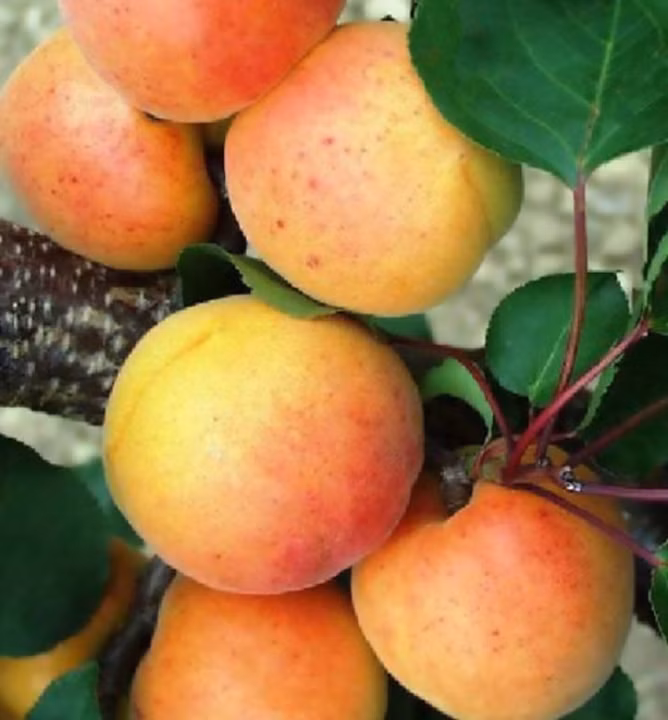 506cfbef2e0b6657423fc77c2d52ef4f