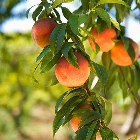 507e89ba28451fbff81abf1c48ef127f