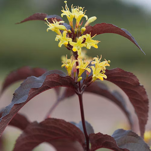 5099ef73113276cc08f328134da49437