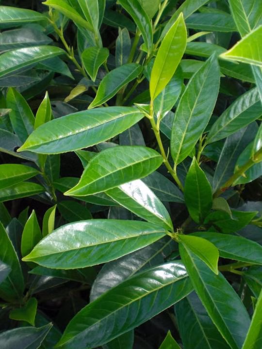 509b38d8a230af34e57bcca8dbf056e7