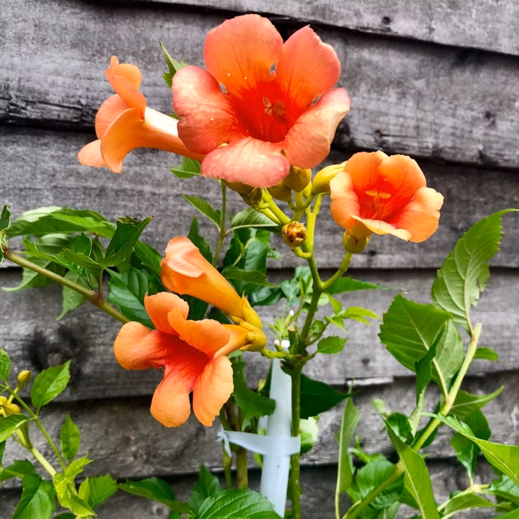 50dd1e08a1e0ed688e669a9c62502b19