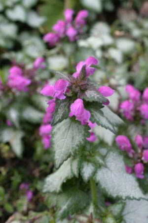 5111841f93517146c262e256582ff8ef