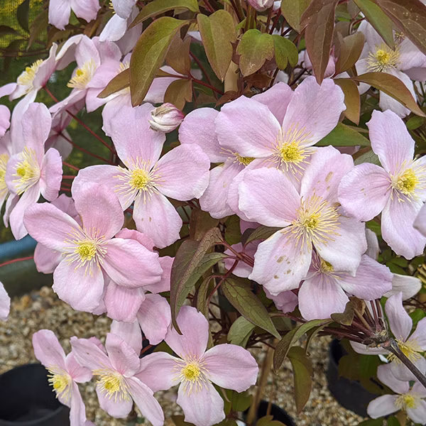 5147afbcd5e11f67b1a9746b1e37ca17