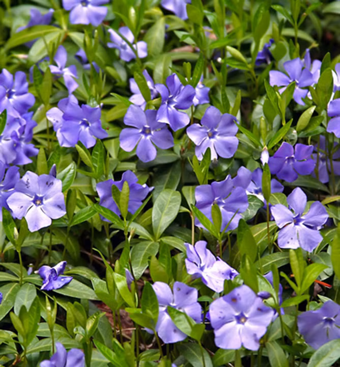 51686a8e9b570d7fa6dc64f9904ac41c