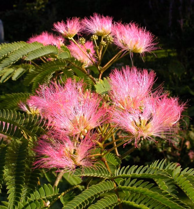 5187a9b6c38ffbc015243bfadff144df