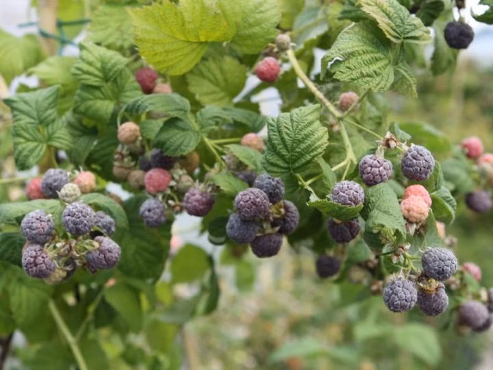 5188c4b409e0d4ef24c73af02654126b