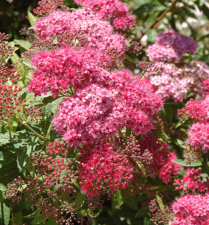 5192f3abfe30e3cb357e7817b1a87674