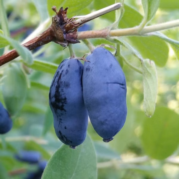 51a40f7a67b77be5879c959eebecd286