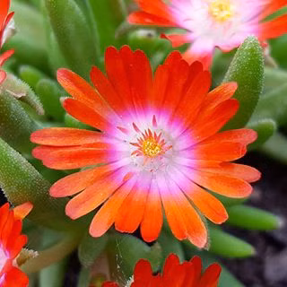 51c6e7eafe74de7b6890550acfdb50f2