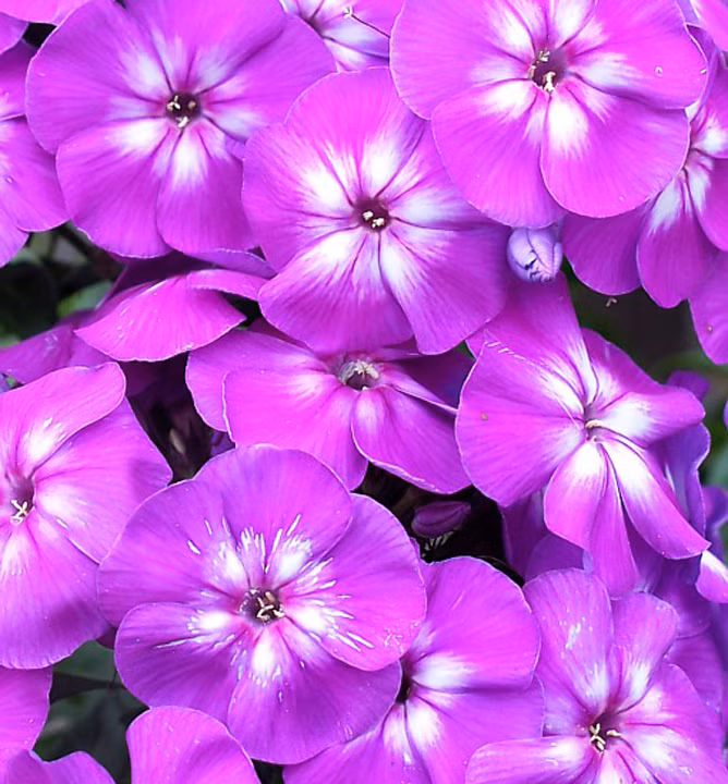 51f2483802c86f693a8fbf19f9e5ea7f