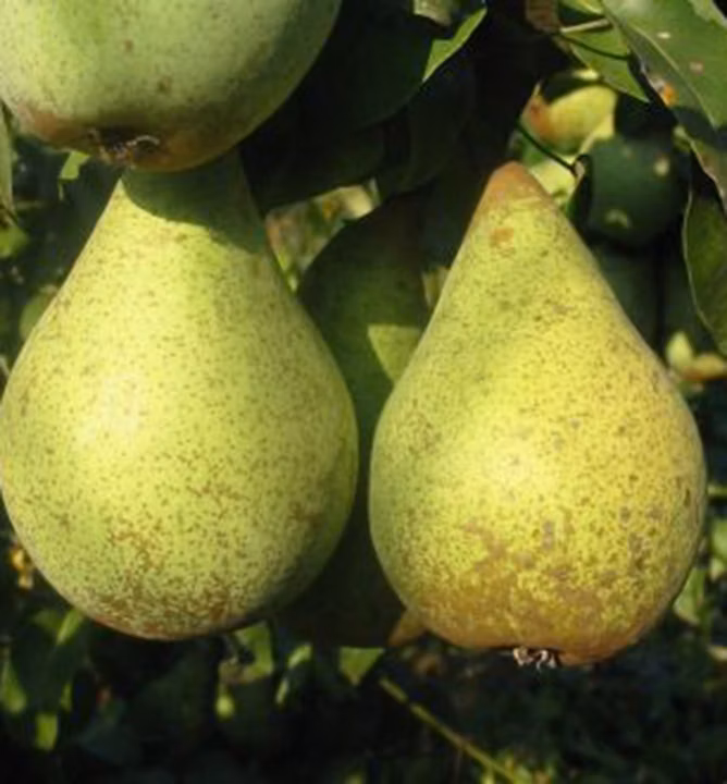 521ee1a38e25321288484c66983a85b7