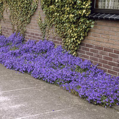 5221054dcbbc54246a9728f8e7e3d14b