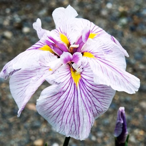 528fe3bb67560f992321aaf0040907c7