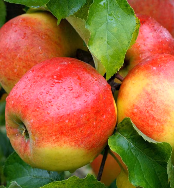 52dad42835186d4250816760365228c3