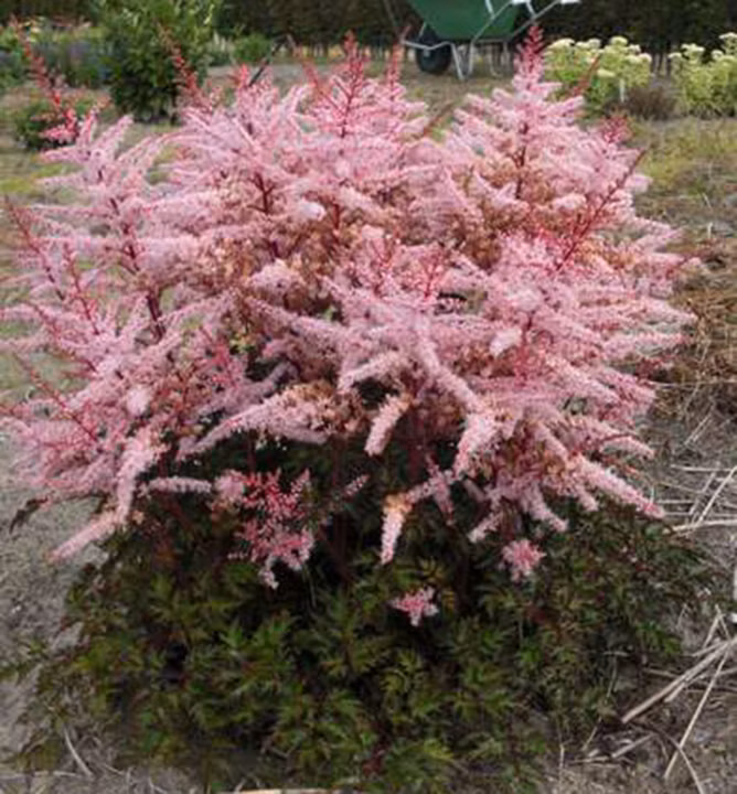 52e100274b7af4f52d264e40e8c3d383