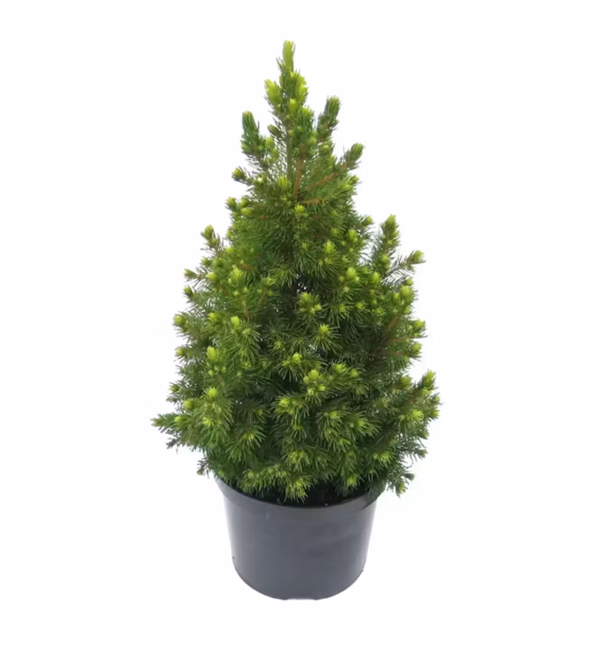 52e121375b78967dc78a5194171695d9