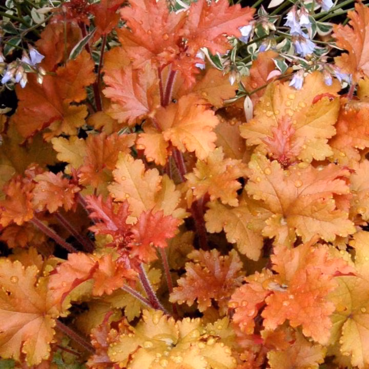 52e3fb138c2978442ba19099132f34f9