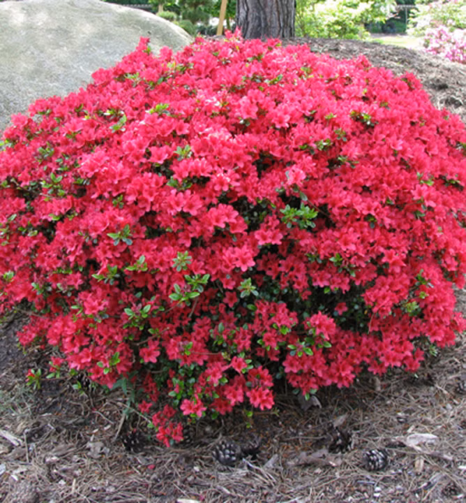 52e72f3f09aa76a2cc4ae1f51594ff7e