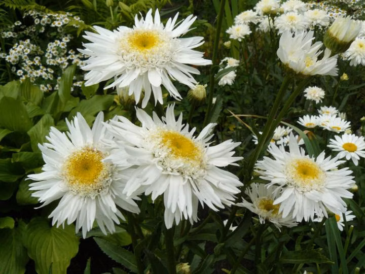 53014362a22de6730412b9527beb294d