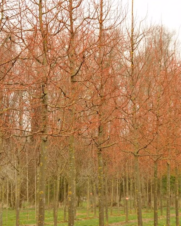 530840392be4c9338d9fea08792cf987