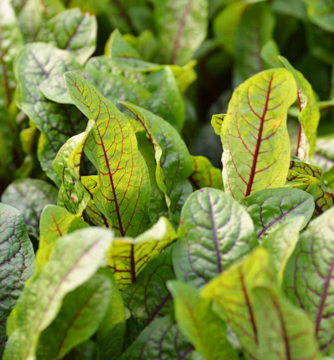 533836eb4f48a7318c7f326dfa8d8b64