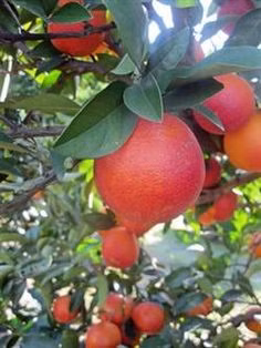 5338d0bf2e177721a426b662d29be9a3