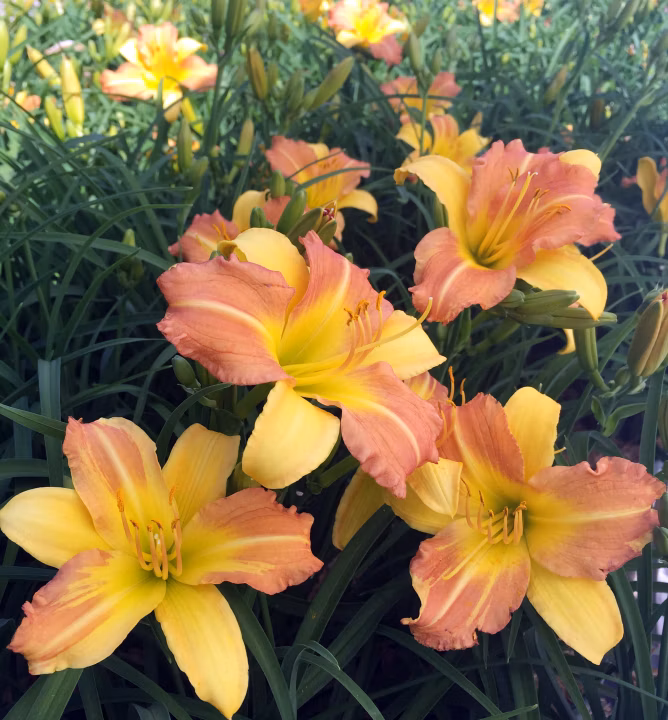 537a6dc78469ce666c471c999b093f1d