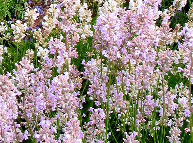 53a25c2b9b4792ef79cba9289f9b7080