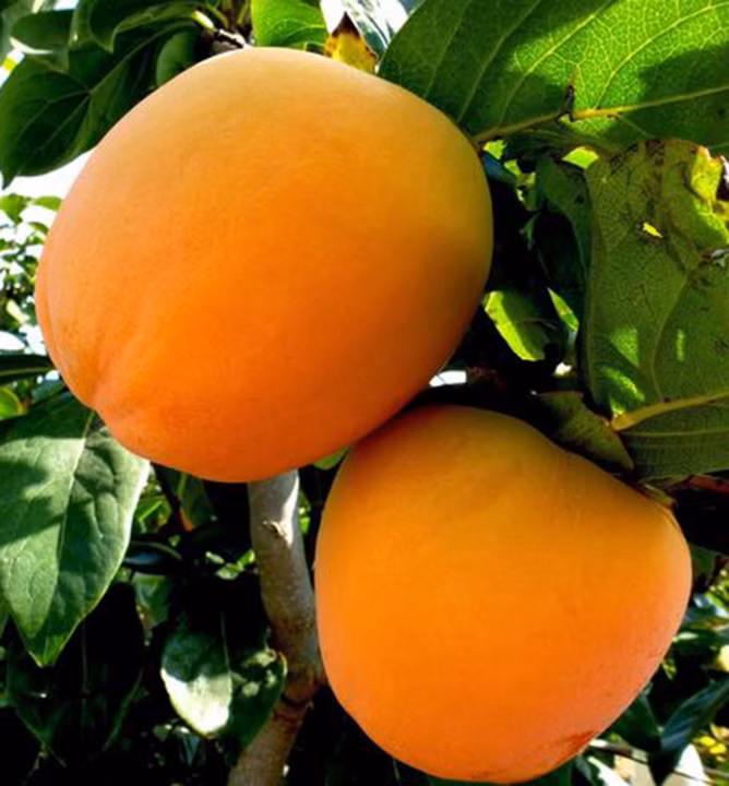 53d106016de57fe7f75ea45fa7a36e3d