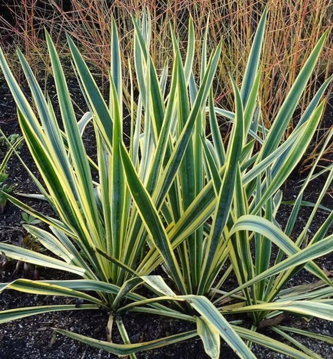 53e7f7334bddb4b9c61a0908a268dcba