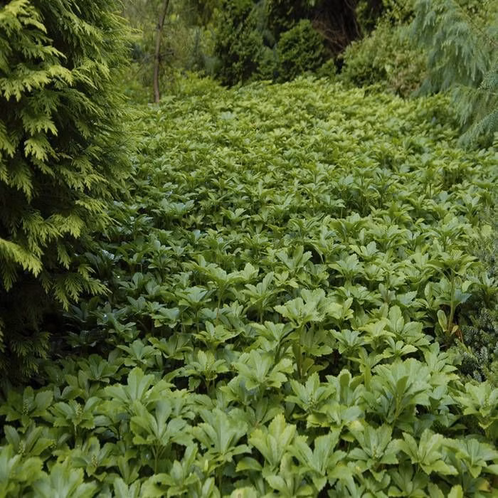 541cd046082bc579a2f334a10adaf8a5