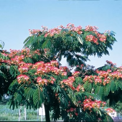 5420a733b78836af8b9a1f6a46fc8f64