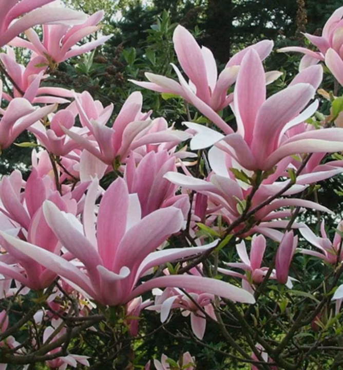 54482cac263ace8515dacd82d41d9306