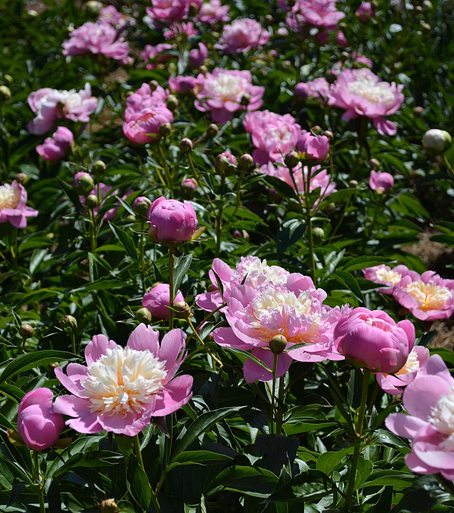 546a30a3f08c9d804041958a985e9246