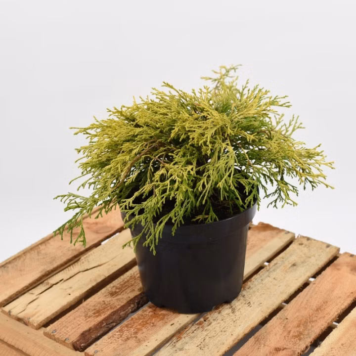 5472129c8600d4b3d0d144a3b8b2de5c