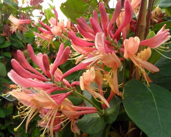 547496c17cec7d2863156fc7e76a60f9