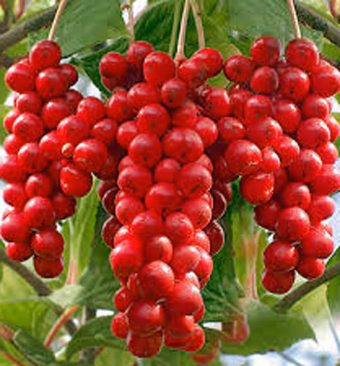 5489d6cde1936125e3764e6f5a7f35c8