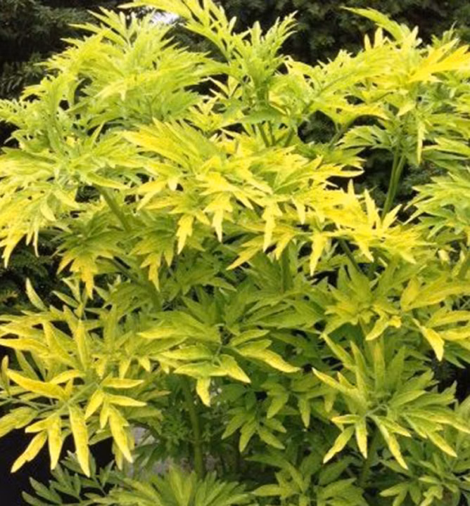 54c1bcf59df56a5180e650d9c2a44613