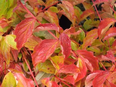 550211914e47d90c0f029a5a01f730c6