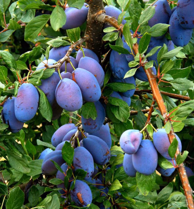 551ad0853d6a5f085c7714ee24943098