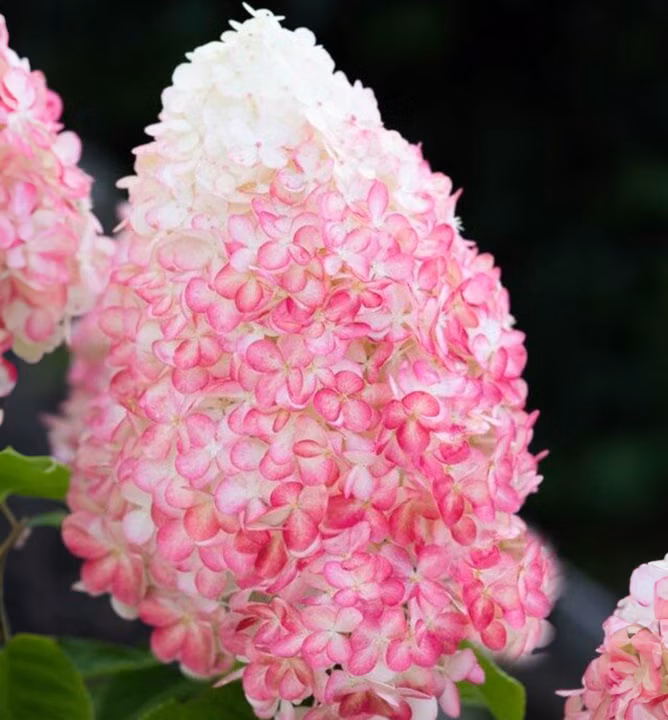 555a6ea8820ae3c9333065fc85ccbf22