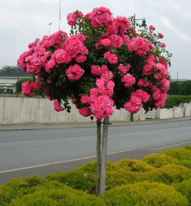 557c9484cbe33083f612bfa457079619