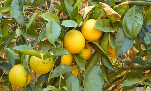 559c2354a639e3f8cf41ce6086138e86