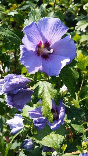 55ba04a13e019820460428ab960a7e0e