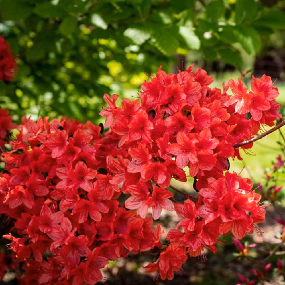 55bfcac499f9577363afe0a5c017d862