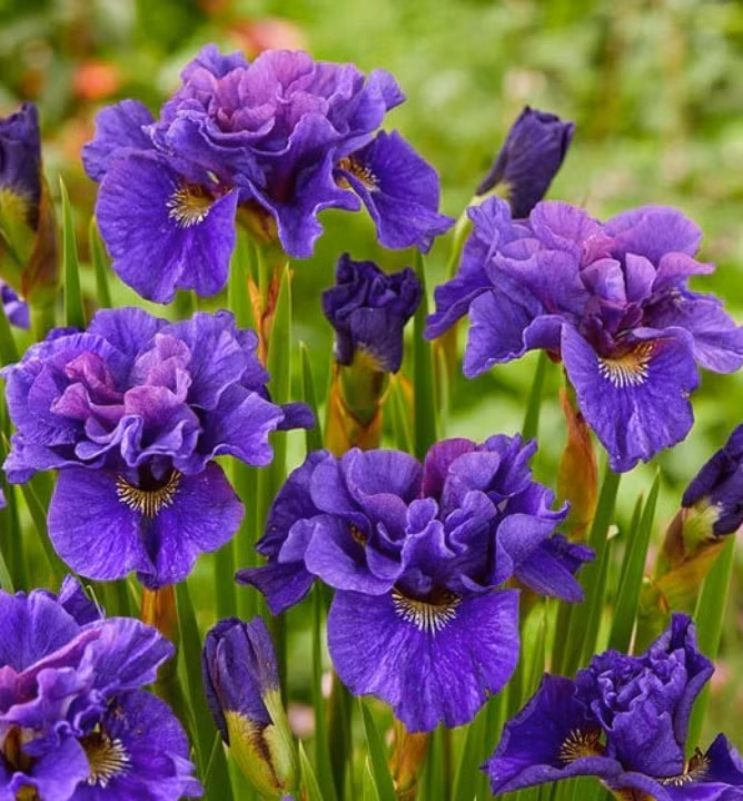 55d720456671b9d4bd5747c5f2823d54