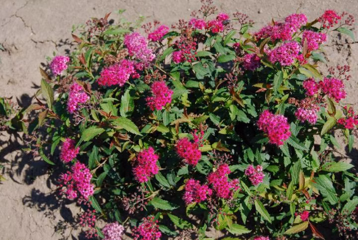 5608123e5ee46bfc126c7d4af65d2ee4