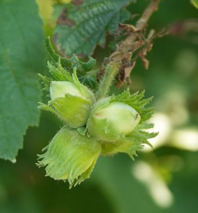 5612a15bbdf7e9c233b996b2c0bdd798